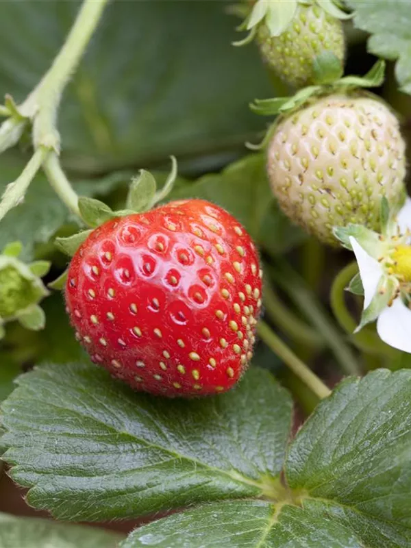 Garten-Erdbeere