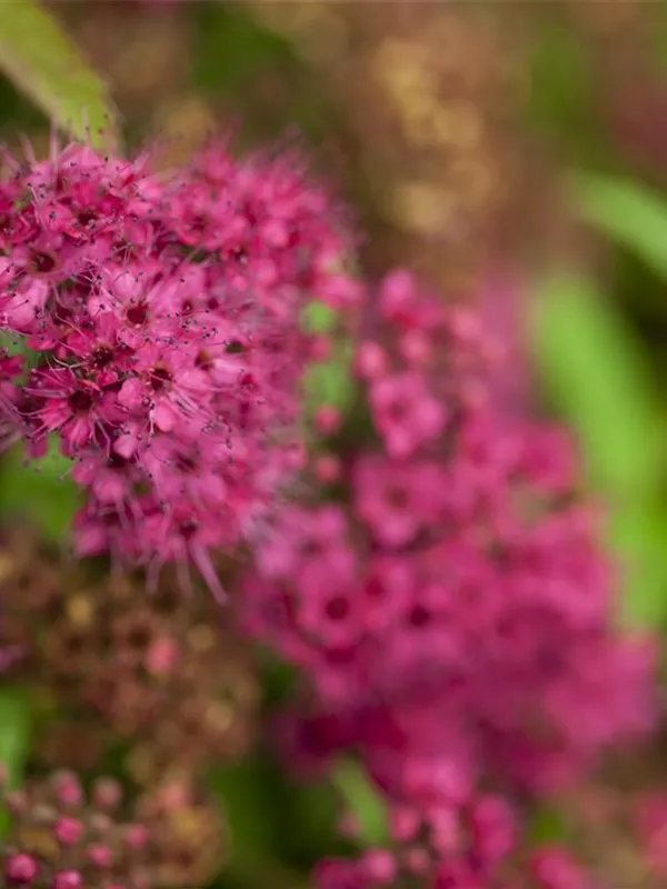 Sommerspiere 'Anthony Waterer'