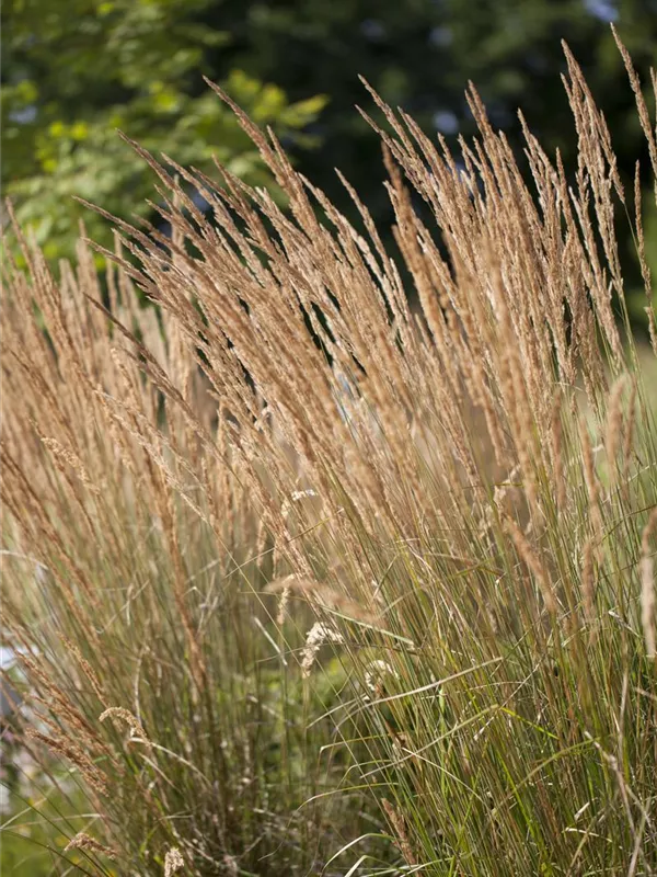 Garten-Reitgras 'Karl Foerster'