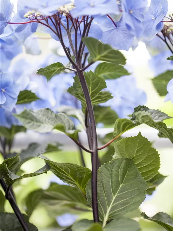 Gartenhortensie 'Black Steel'®