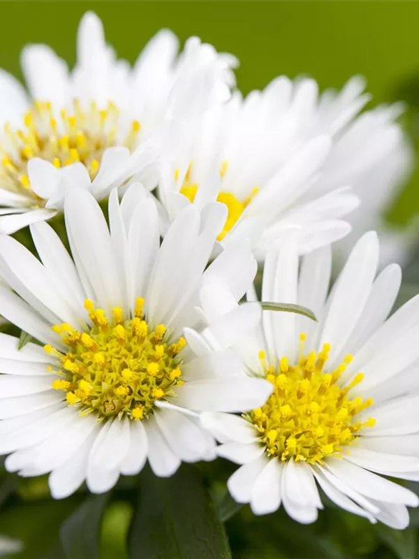 Kissen-Aster