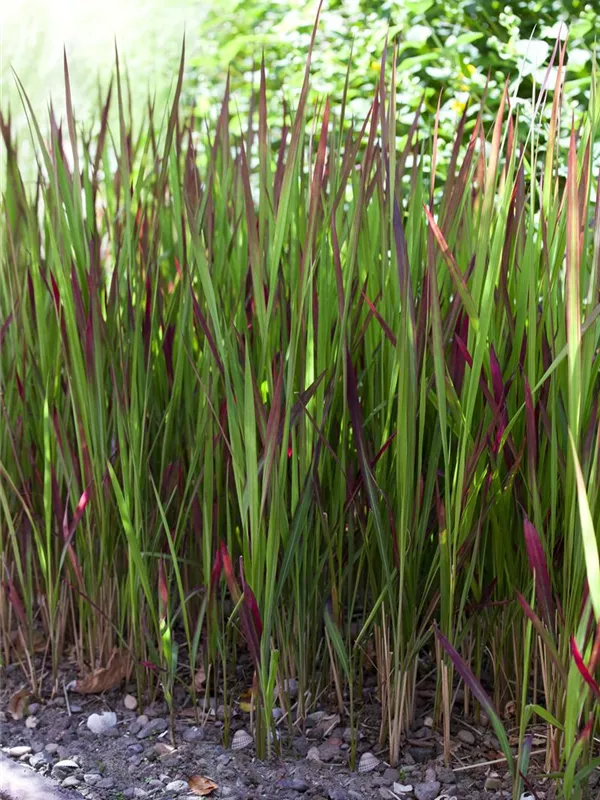 Walzenförmiges Alang-Alang-Gras