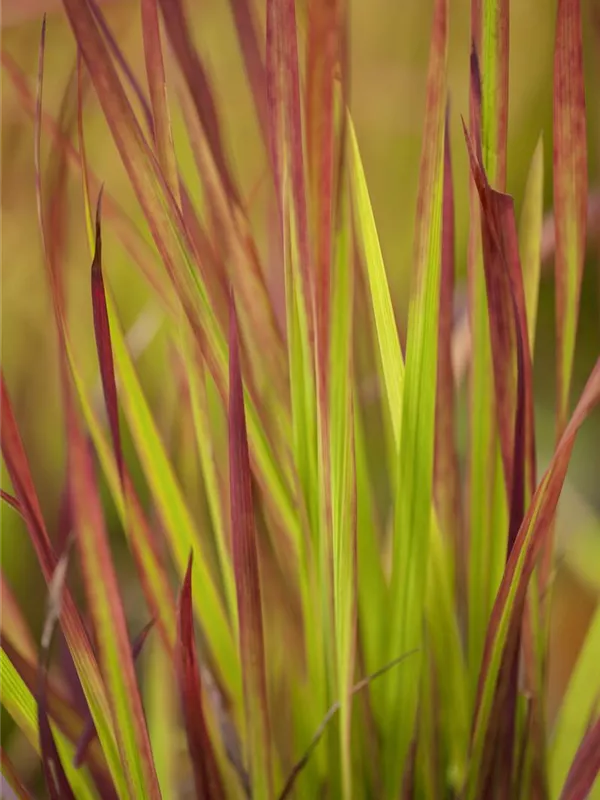 Garten-Blutgras 'Red Baron'