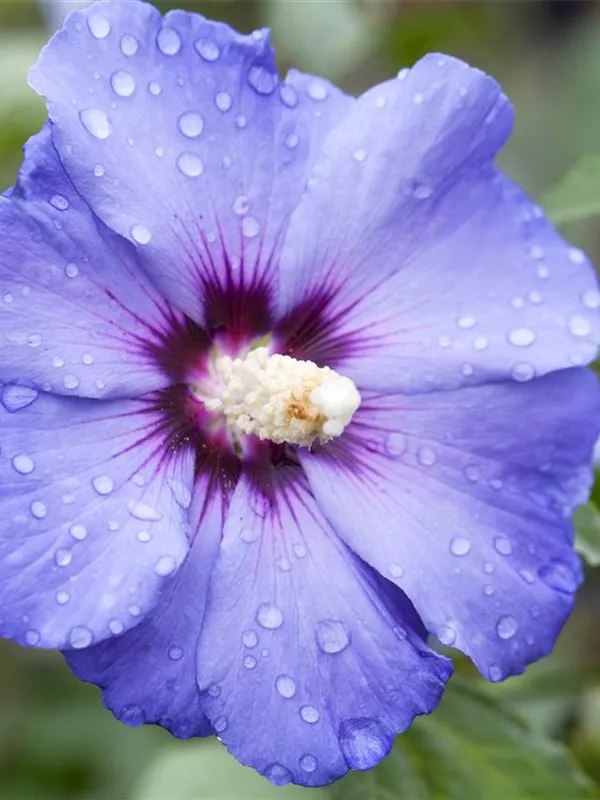 Garteneibisch 'Oiseau Bleu'