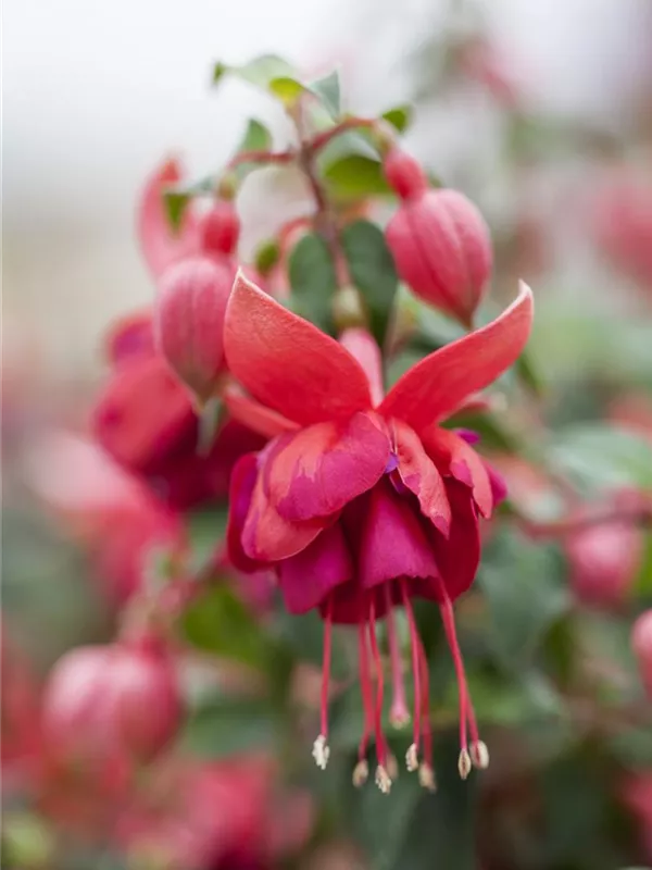 Fuchsie 'Jollies'®