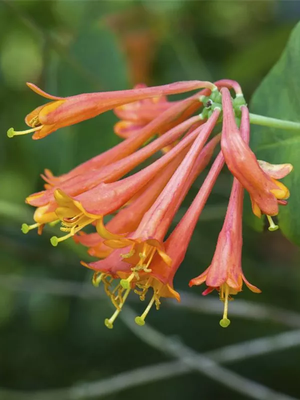 Rote Geißschlinge 'Dropmore Scarlet'