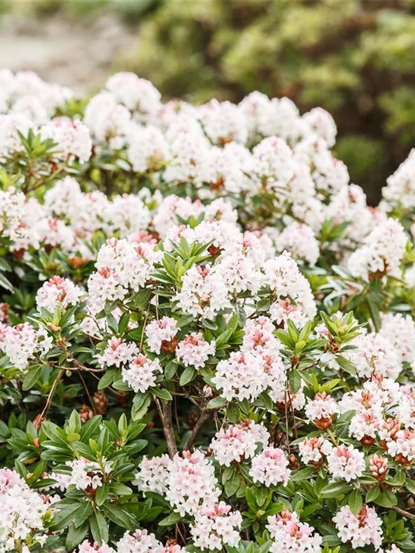 Rhododendron 'Bloombux'®