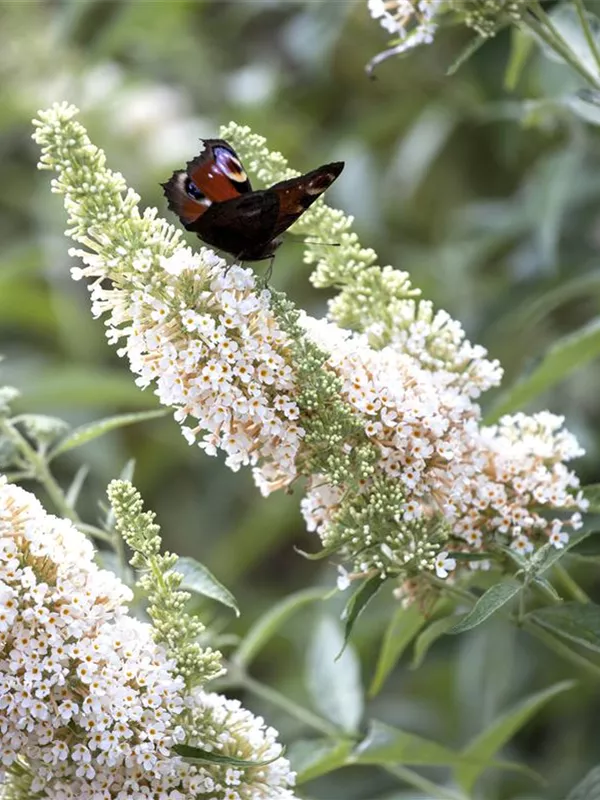 Sommerflieder 'White Profusion'