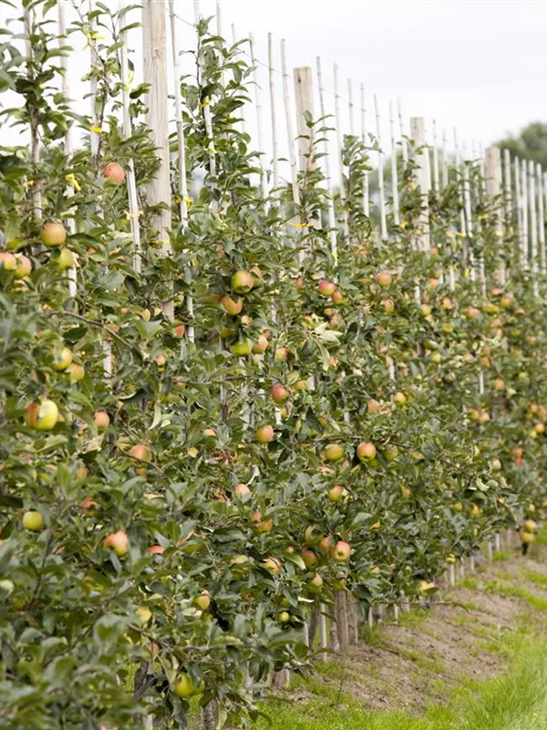 Säulenapfel