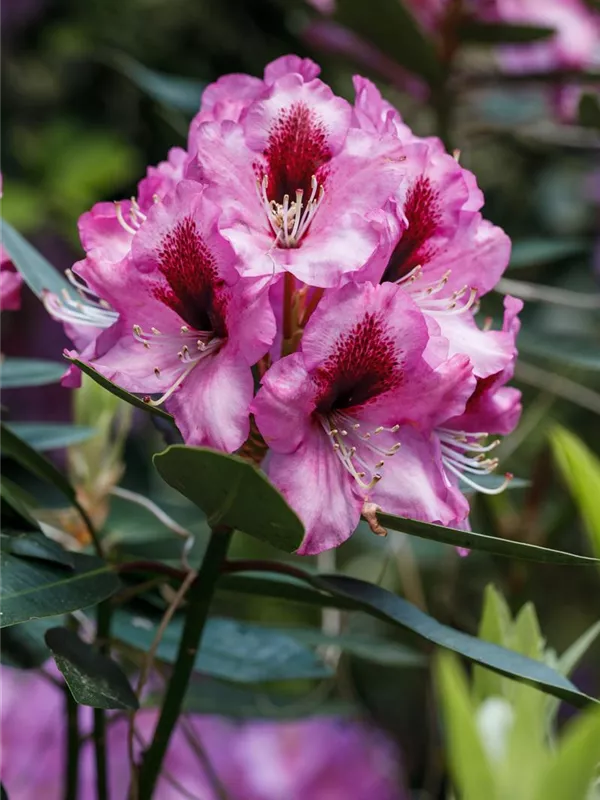 Kalktoleranter Rhododendron