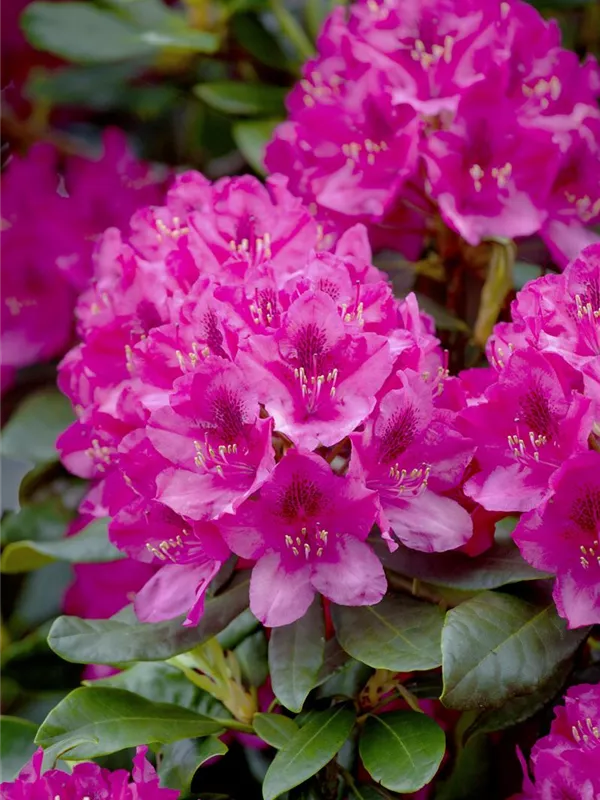 Rhododendron 'Nova Zembla'