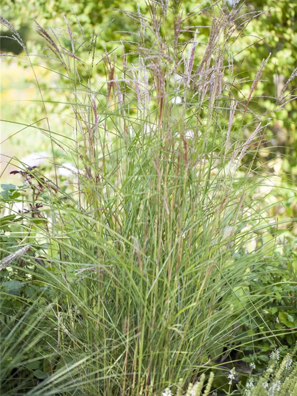 Garten-Chinaschilf 'Kleine Fontäne'