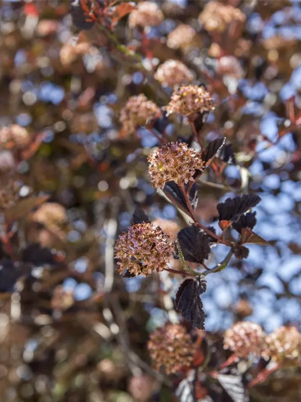 Fasanenspiere 'Tiny Wine'®