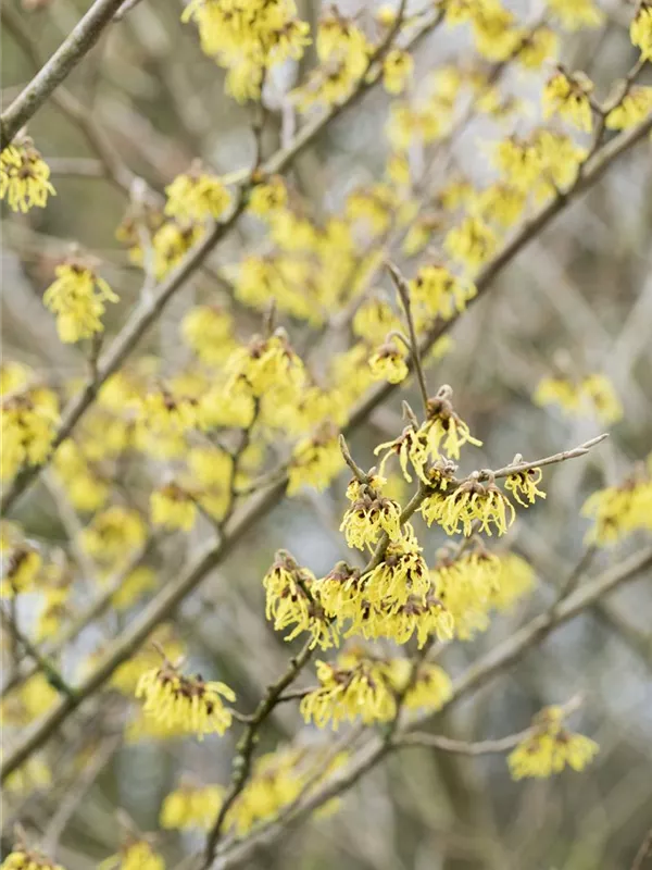 Schwefelgelbe Zaubernuss 'Arnold Promise'