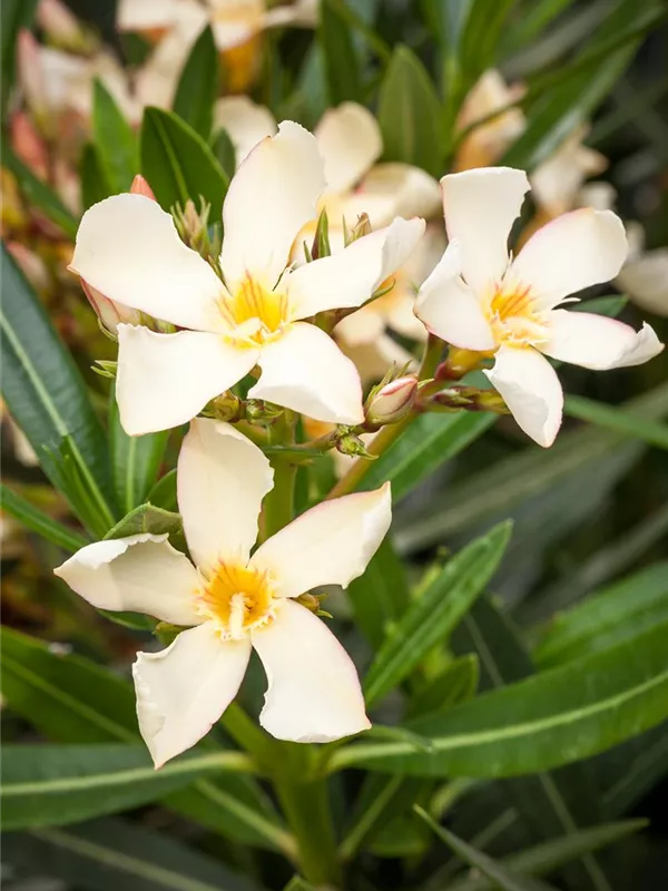 Oleander