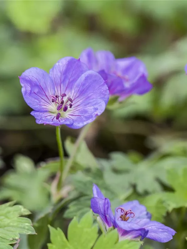 Storchschnabel 'Rozanne'®