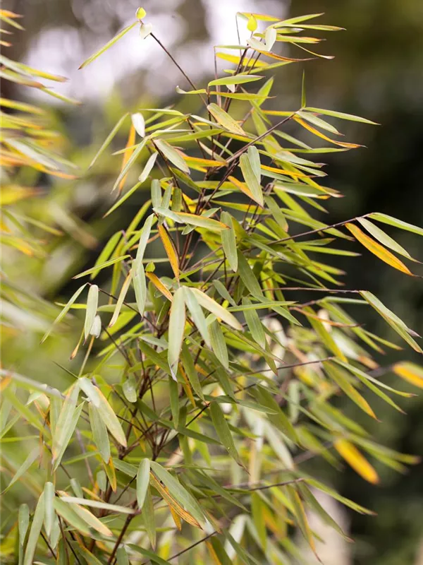 Gartenbambus 'Jiuzhaigou 1'