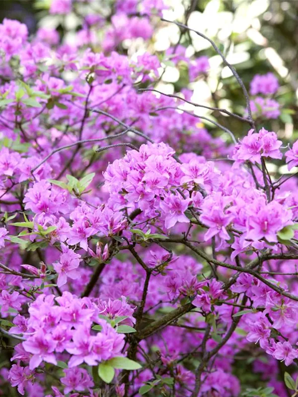 Vorfrühlingsrhododendron 'Praecox'