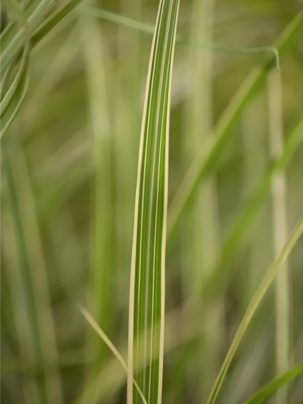 Garten-Chinaschilf