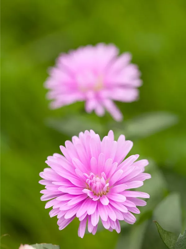 Glattblatt-Aster