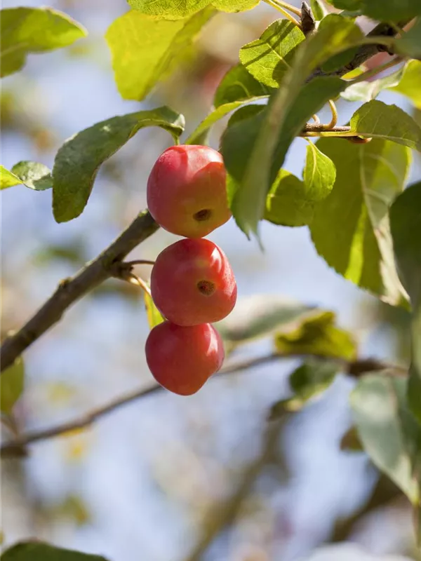 Zierapfel 'Red Sentinel'