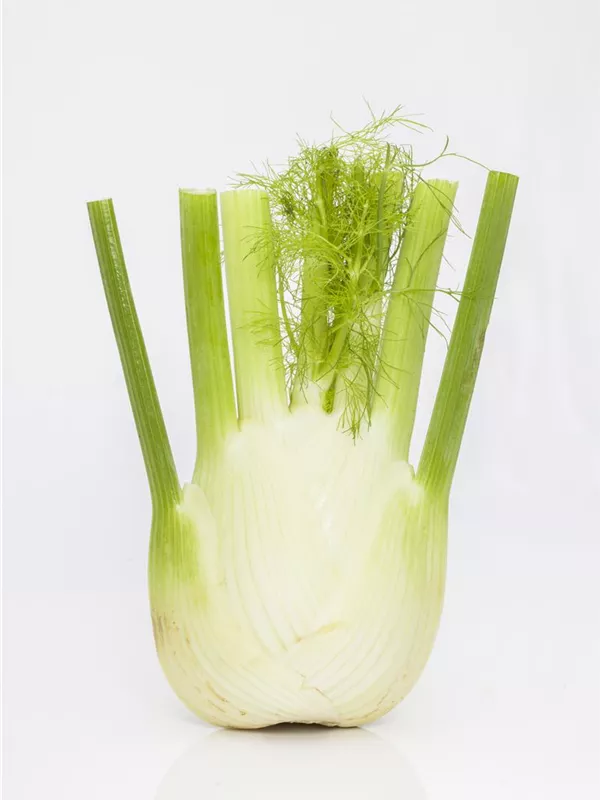 Gemüse-Fenchel