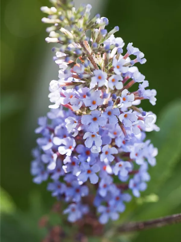 Zwergsommerflieder BUZZ™