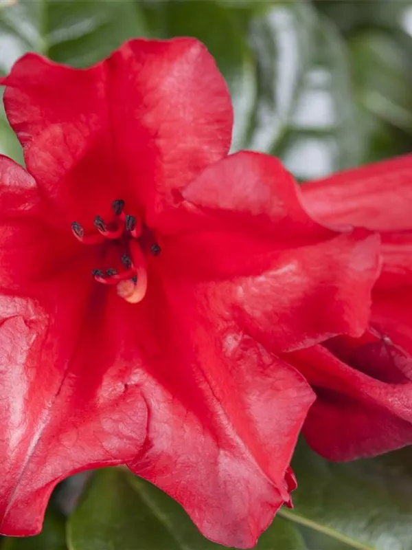 Zwergrhododendron 'Scarlet Wonder'