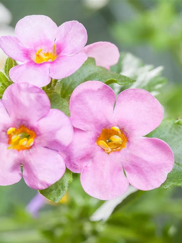 Großblütige Schneeflockenblume, rosa