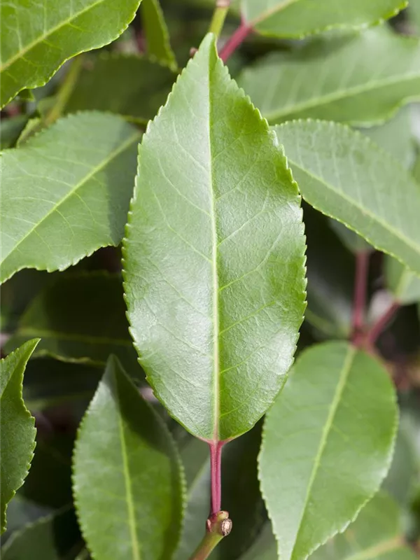 Portugiesische Lorbeerkirsche 'Angustifolia'