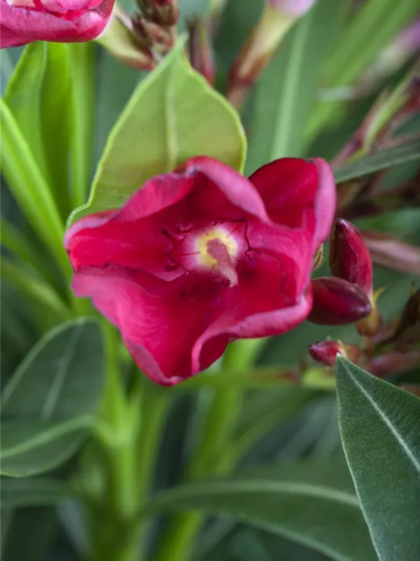 Oleander