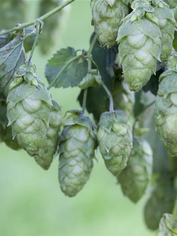 Wilder Hopfen