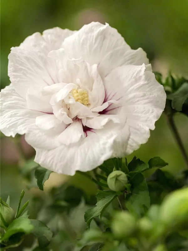 Garteneibisch 'Chiffon'®