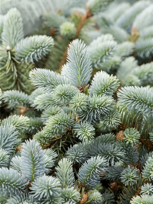 Blaue Stechfichte 'Glauca'