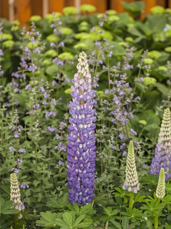 Vielblättrige Lupine