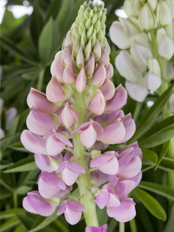 Lupine 'Nanus Gallery'