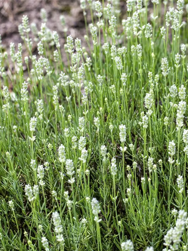 Echter Lavendel