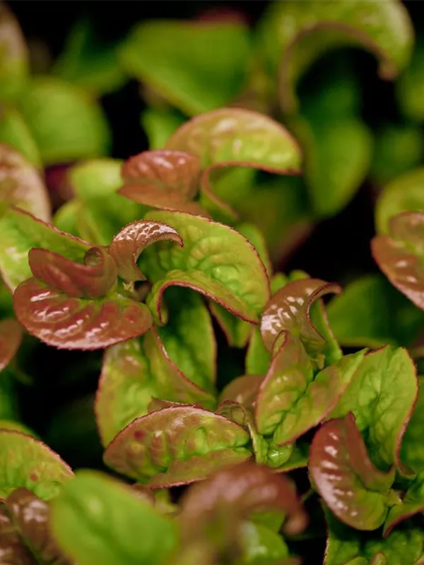 Lavendelheide 'Curly Red'®