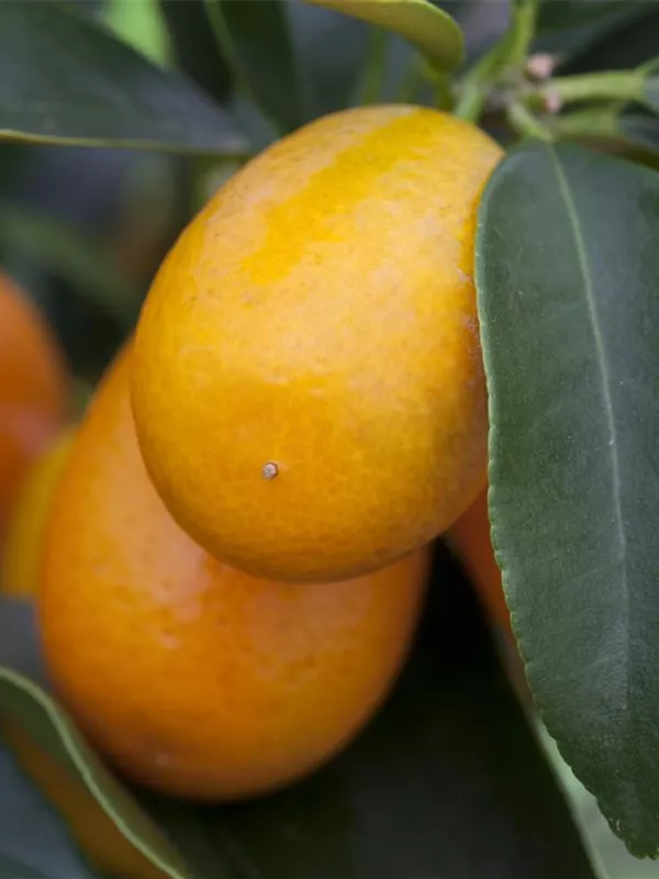 Ovale Kumquat